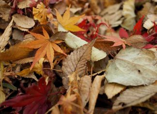 Programma di Novembre 2019 Novembre