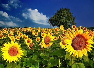 Programma di Giugno 2019