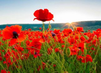 Programma attività del mese di maggio